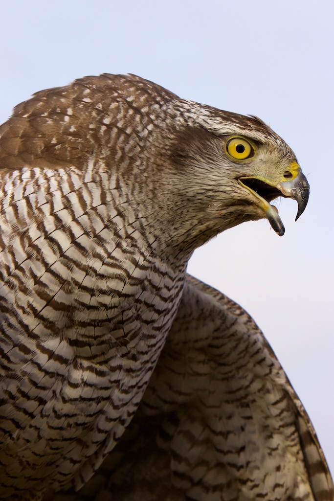 Heberb Hebberd – Interessante Tijden