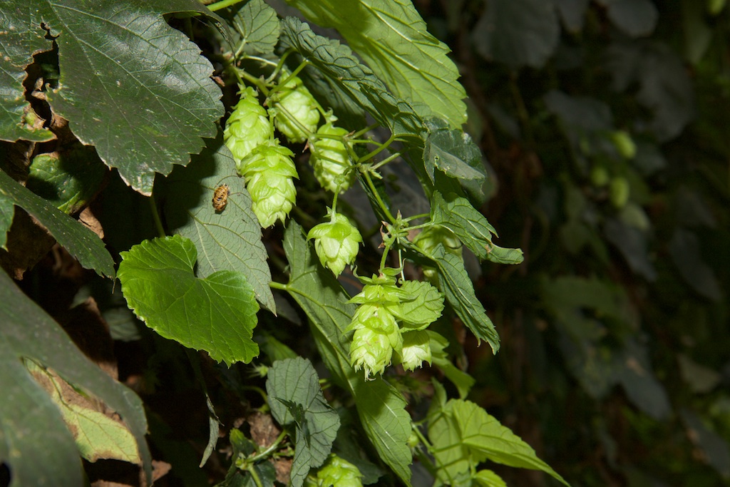 Humulus lupulus (Hop) verheft zich boven alle planten – Interessante Tijden