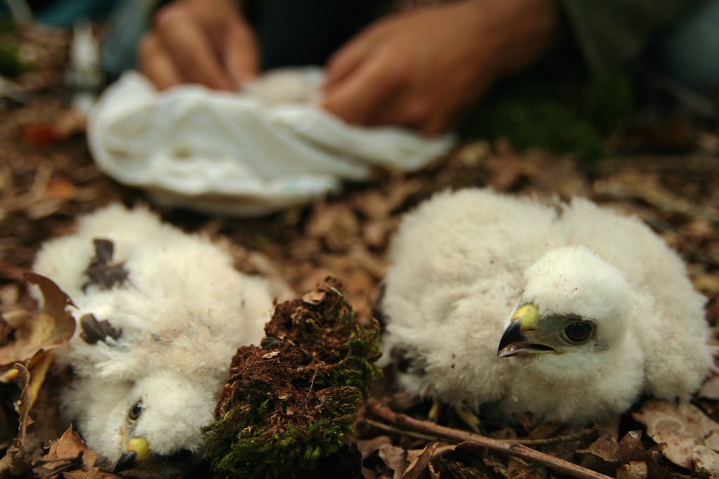 Moord op de roofvogel, voor de weidevogel…. - Interessante Tijden