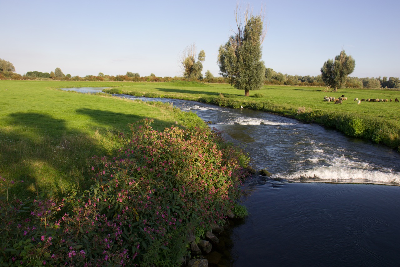 Woeste Rivier Trekvispassages ‘snackbar aalscholvers en meerval’…. – Interessante Tijden